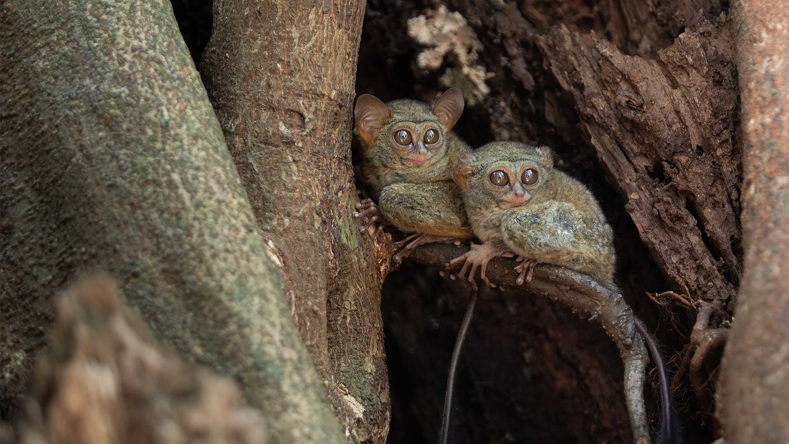 Tarsiers of Tangkoko | Nusatrails Tarsiers of Tangkoko | Nusatrails