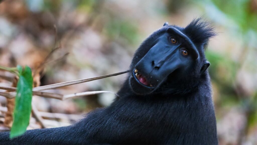 lokon-mahawu Macaque | Tangkoko Nature Reserve